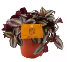 Tradescantia zebrina (Vaderplant) 20cm - afbeelding 1