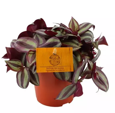 Tradescantia zebrina (Vaderplant) 20cm - afbeelding 1