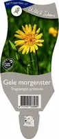 Tragopogon pratensis (Gele morgenster) kopen?
