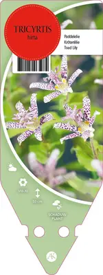 Tricyrtis Hirta (Armeluisorgidee) - afbeelding 1