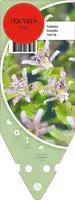Tricyrtis Hirta (Armeluisorgidee) - afbeelding 1