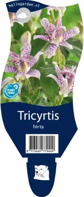 Tricyrtis hirta (Paddenlelie) - afbeelding 1