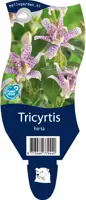 Tricyrtis hirta (Paddenlelie) - afbeelding 1