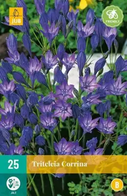 Triteleia Corrina 25 stuks - afbeelding 2