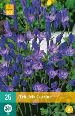 Triteleia Corrina 25 stuks - afbeelding 1