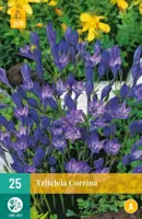 Triteleia corrina 25 stuks - afbeelding 1