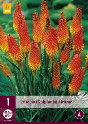 Tritoma (kniphofia) alcazar 1 stuks - afbeelding 1