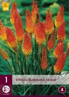 Tritoma (kniphofia) alcazar 1 stuks - afbeelding 1
