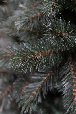 Triumph Tree Forest frosted kunstkerstboom blauwgroen 215cm - afbeelding 4