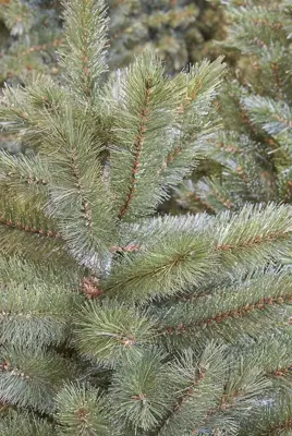 Triumph Tree Forest frosted slim kunstkerstboom groen 230cm - afbeelding 2