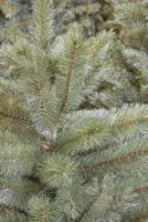 Triumph Tree Forest frosted slim kunstkerstboom groen 230cm - afbeelding 2