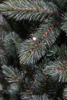 Triumph Tree Forest frosted verlichte kunstkerstboom blauwgroen 215cm - 304 lampjes - afbeelding 3