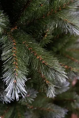 Triumph Tree Pittsburgh kunstkerstboom groen 215cm - afbeelding 3