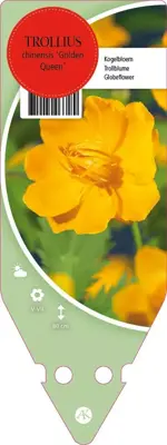 Trollius Chinensis Golden Queen (Kogelboterbloem) - afbeelding 1