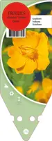 Trollius Chinensis Golden Queen (Kogelboterbloem) - afbeelding 1