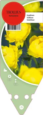 Trollius Europaeus (Kogelboterbloem) - afbeelding 1
