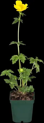 Trollius Europaeus (Kogelboterbloem) - afbeelding 6