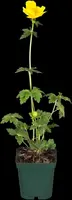 Trollius Europaeus (Kogelboterbloem) - afbeelding 6