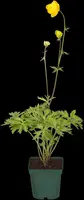 Trollius Europaeus (Kogelboterbloem) - afbeelding 7