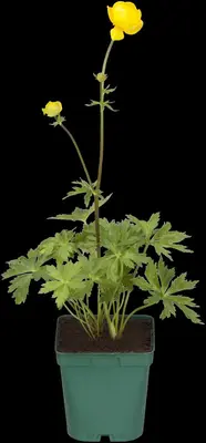 Trollius Europaeus (Kogelboterbloem) - afbeelding 8