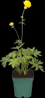 Trollius Europaeus (Kogelboterbloem) - afbeelding 8
