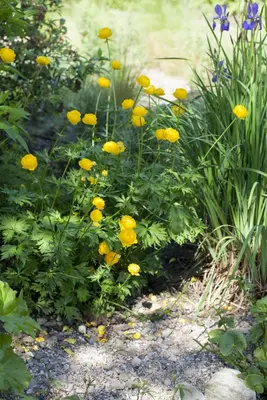 Trollius Europaeus (Kogelboterbloem) - afbeelding 4