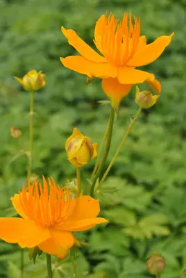 Trollius Europaeus (Kogelboterbloem) - afbeelding 5