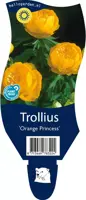 Trollius 'Orange Princess' (Globebloem) - afbeelding 1