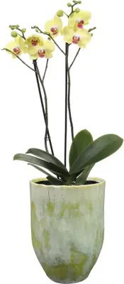 TS bloempot Davide 15x20 cm Apple Green - afbeelding 2