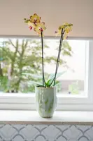 TS bloempot Davide 15x20 cm Apple Green - afbeelding 3