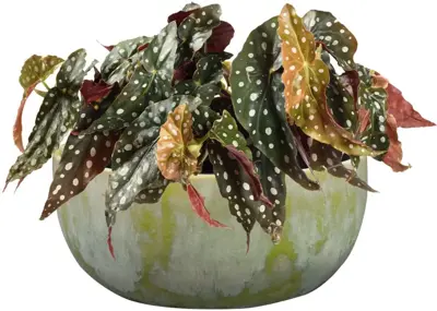 TS bloempot Davide 21x19 cm Apple Green - afbeelding 2