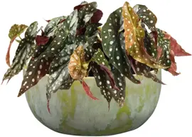 TS bloempot Davide 21x19 cm Apple Green - afbeelding 2