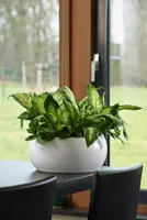 TS Bloempot salsa pure white 25x11 cm - afbeelding 5