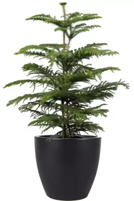 TS bloempot Sven 24x22cm zwart - afbeelding 3