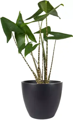 TS bloempot Sven 33x28cm zwart - afbeelding 3