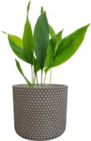 TS Collection bloempot bernt steen 11x11cm shiny zwart - afbeelding 2