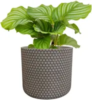 TS Collection bloempot bernt steen 14x13cm shiny black - afbeelding 2