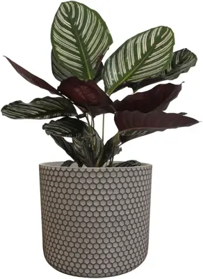 TS Collection bloempot bernt steen 19x16cm shiny black - afbeelding 2