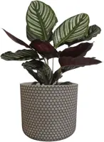 TS Collection bloempot bernt steen 19x16cm shiny black - afbeelding 2