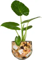 TS Collection bloempot cotton metaal 28x25cm cream - afbeelding 4
