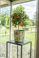 TS Collection bloempot designed by lammie metaal 26x23cm sunny citrus - afbeelding 2