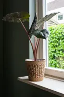 TS Collection bloempot eline textiel 29x29cm coloured - afbeelding 4