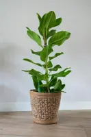 TS Collection bloempot eline textiel 29x29cm coloured - afbeelding 5