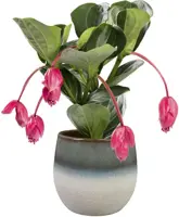 TS Collection bloempot fem keramiek 22x19cm sky blue - afbeelding 2