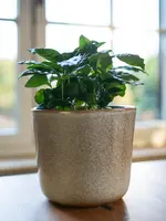 TS Collection bloempot hedy keramiek 11x12cm sand - afbeelding 2