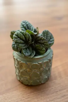 TS Collection bloempot jurre steen 14x11cm groen - afbeelding 4