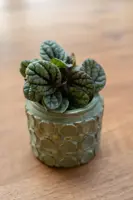 TS Collection bloempot jurre steen 16x13cm groen - afbeelding 4