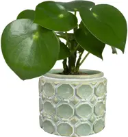 TS Collection bloempot jurre steen 16x13cm groen - afbeelding 2
