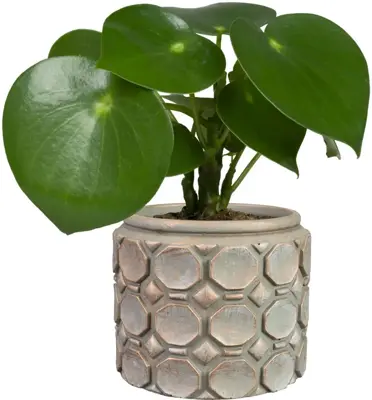 TS Collection bloempot jurre steen 16x13cm roze - afbeelding 2