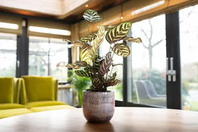 TS Collection bloempot  keramiek 12x12cm autumn - afbeelding 3